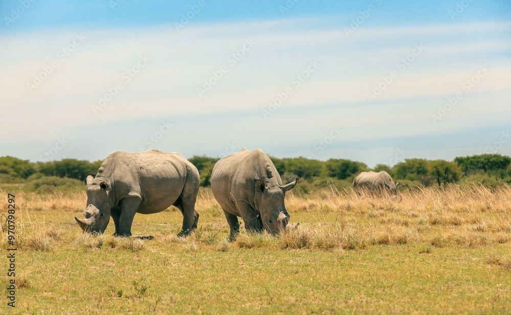 Exploring the vast grasslands of Botswana with rhinos grazing under a clear blue sky during a peaceful safari adventure Exploring the vast grasslands of Botswana with rhinos grazing under a clear blue sky during a peaceful safari adventure