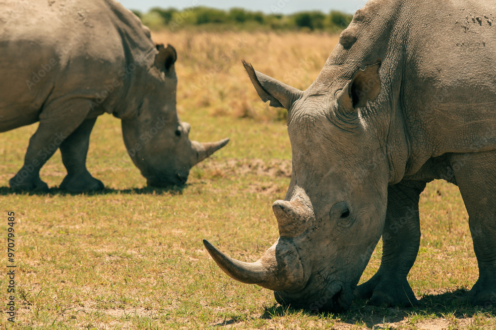 Fototapeta premium Witness white rhinos grazing peacefully in the vast landscape of Botswana during a serene afternoon safari adventure