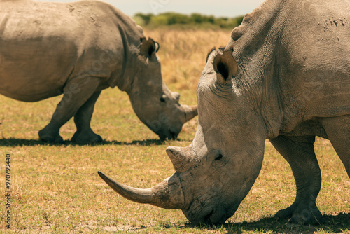 Фотография Exploring Botswana's savannah while observing white rhinos grazing peacefully in