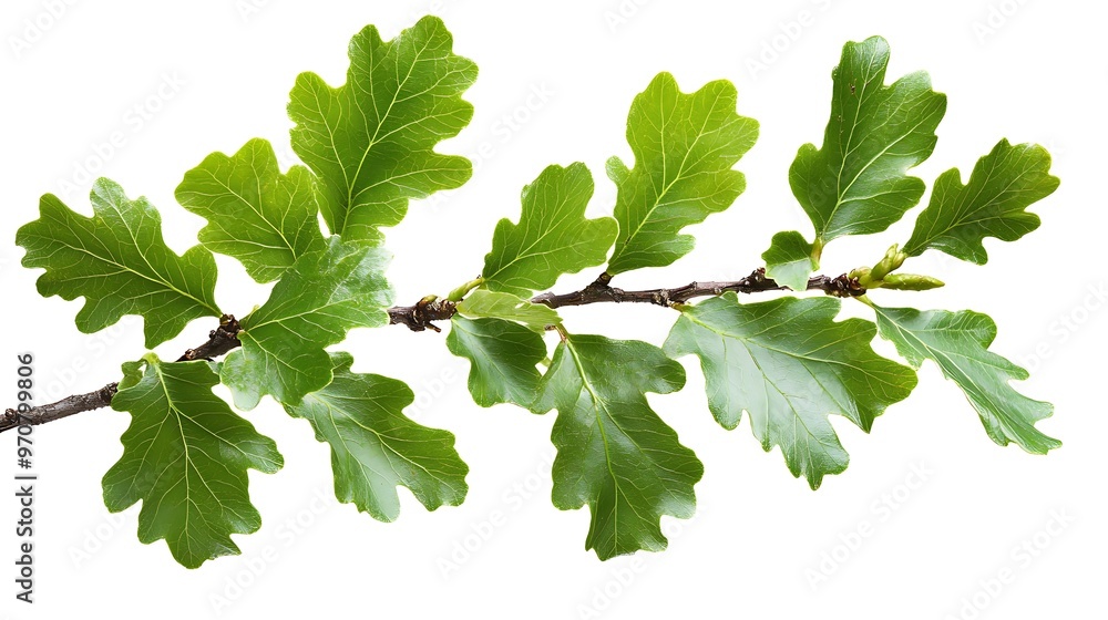 Close-Up of a Sprig of Oak Leaves Close-Up of a Sprig of Oak Leaves