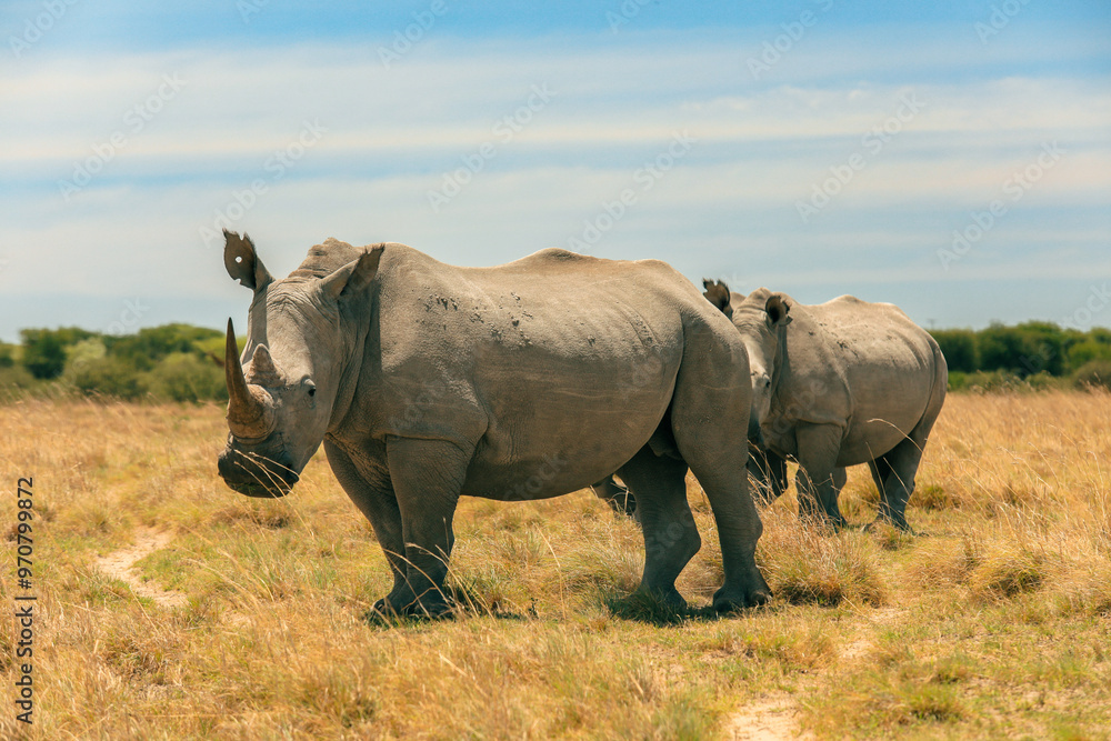 Obraz premium Two rhinoceroses grazing in the golden grasslands of Botswana during a sunny safari adventure