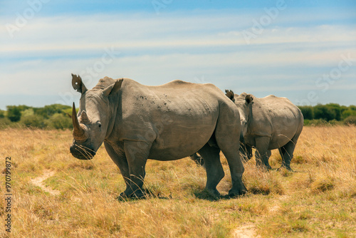 Two rhinoceroses grazing in the golden grasslands of Botswana during a sunny safari adventure