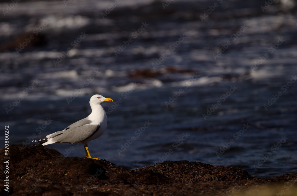 Yellow-legged gull Larus michahellis atlantis. Los Dos Roques. Galdar. Gran Canaria. Canary Islands. Spain. Yellow-legged gull Larus michahellis atlantis. Los Dos Roques. Galdar. Gran Canaria. Canary Islands. Spain.