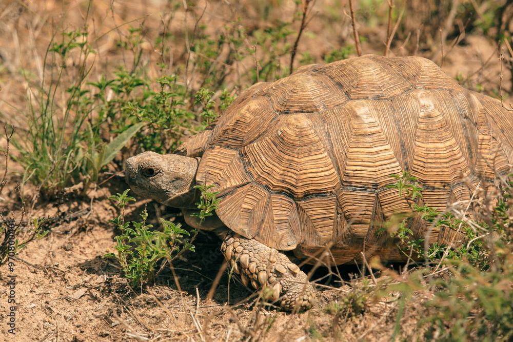 Fototapeta premium Exploring the unique wildlife of Botswana: a close encounter with a tortoise in its natural habitat