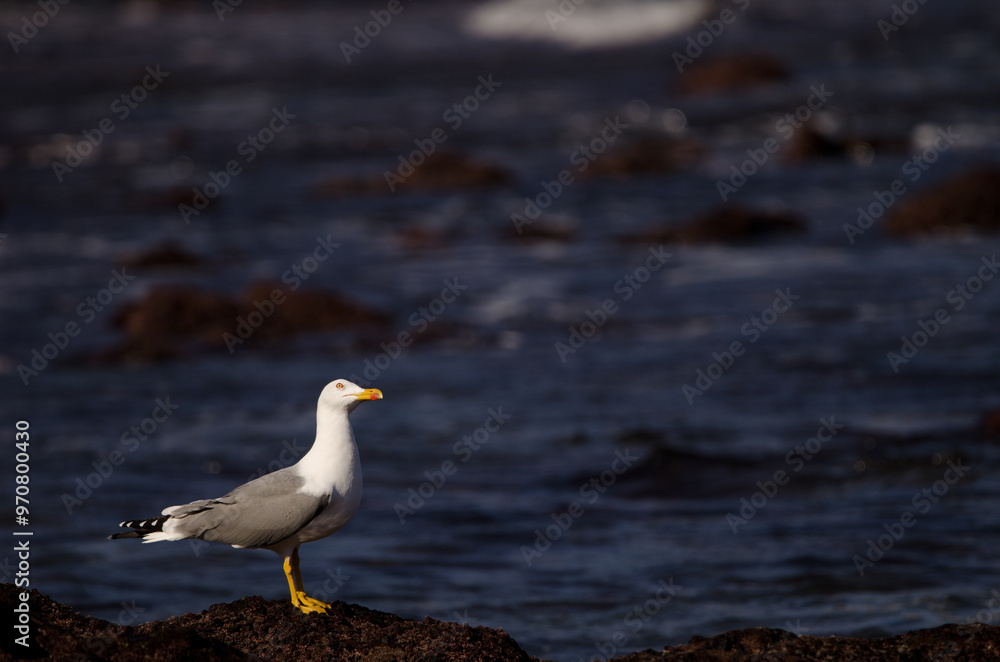 Obraz premium Yellow-legged gull Larus michahellis atlantis looking up. Los Dos Roques. Galdar. Gran Canaria. Canary Islands. Spain.