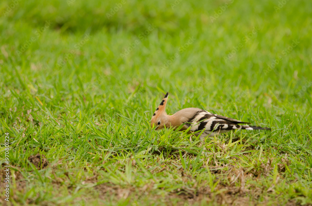 Eurasian hoopoe Upupa epops searching for food. Tecina Golf. Lomada de Tecina. San Sebastian de La Gomera. La Gomera. Canary Islands. Spain. Eurasian hoopoe Upupa epops searching for food. Tecina Golf. Lomada de Tecina. San Sebastian de La Gomera. La Gomera. Canary Islands. Spain.