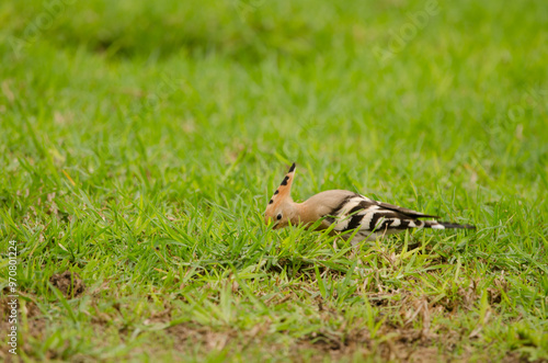 Eurasian hoopoe Upupa epops searching for food. Tecina Golf. Lomada de Tecina. San Sebastian de La Gomera. La Gomera. Canary Islands. Spain.