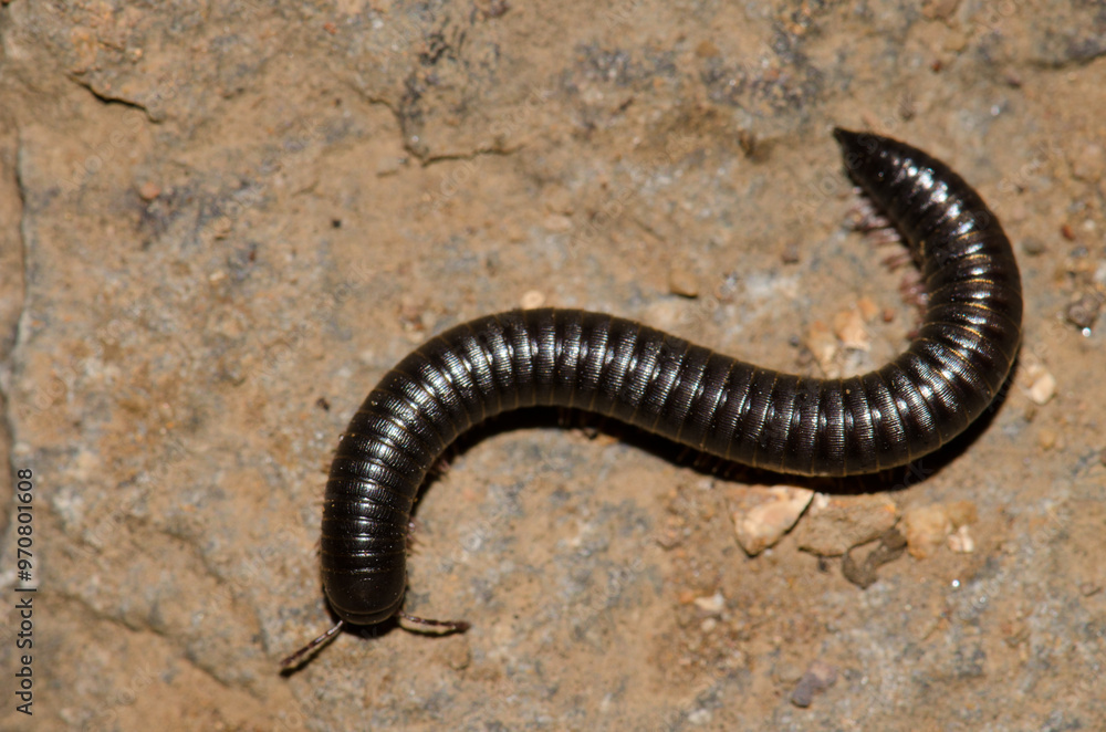 Portuguese millipede Ommatoiulus moreletti. Garajonay National Park. La Gomera. Canary Islands. Spain. Portuguese millipede Ommatoiulus moreletti. Garajonay National Park. La Gomera. Canary Islands. Spain.