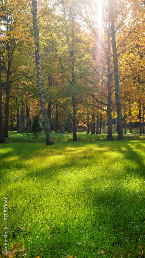 Beautiful sunny amazing forest autumn landscape Beautiful sunny amazing forest autumn landscape