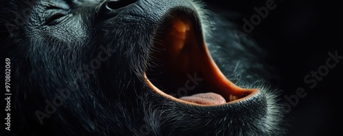 Close-up portrait of a howler monkey with mouth open against a dark background showcasing expressive emotion and wild beauty photo