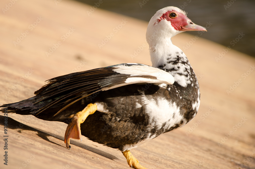 Domestic Muscovy duck Cairina moschata domestica stretching. Cabecita dam. Vallehermoso. La Gomera. Canary Islands. Spain. Domestic Muscovy duck Cairina moschata domestica stretching. Cabecita dam. Vallehermoso. La Gomera. Canary Islands. Spain.