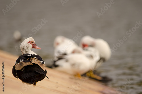 Domestic Muscovy duck Cairina moschata domestica. Cabecita dam. Vallehermoso. La Gomera. Canary Islands. Spain. photo