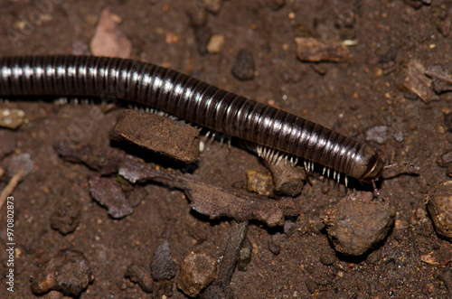 Millipede Ommatoiulus inconspicuus. Garajonay National Park. La Gomera. Canary Islands. Spain. photo