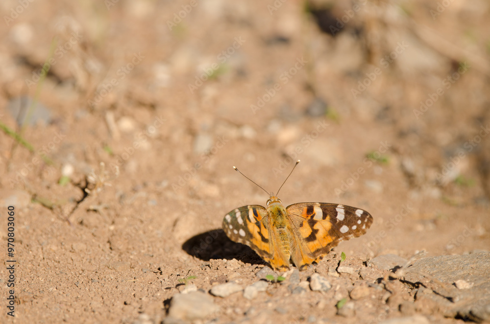Painted lady Vanessa cardui. Alajero. La Gomera. Canary Islands. Spain. Painted lady Vanessa cardui. Alajero. La Gomera. Canary Islands. Spain.