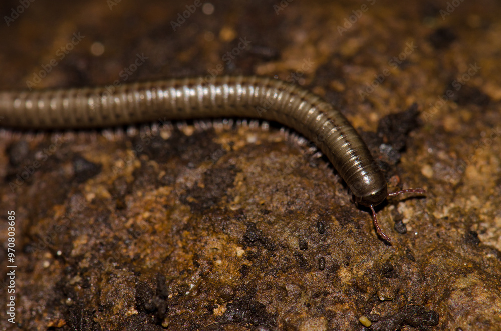 Millipede Ommatoiulus inconspicuus. Garajonay National Park. La Gomera. Canary Islands. Spain. Millipede Ommatoiulus inconspicuus. Garajonay National Park. La Gomera. Canary Islands. Spain.