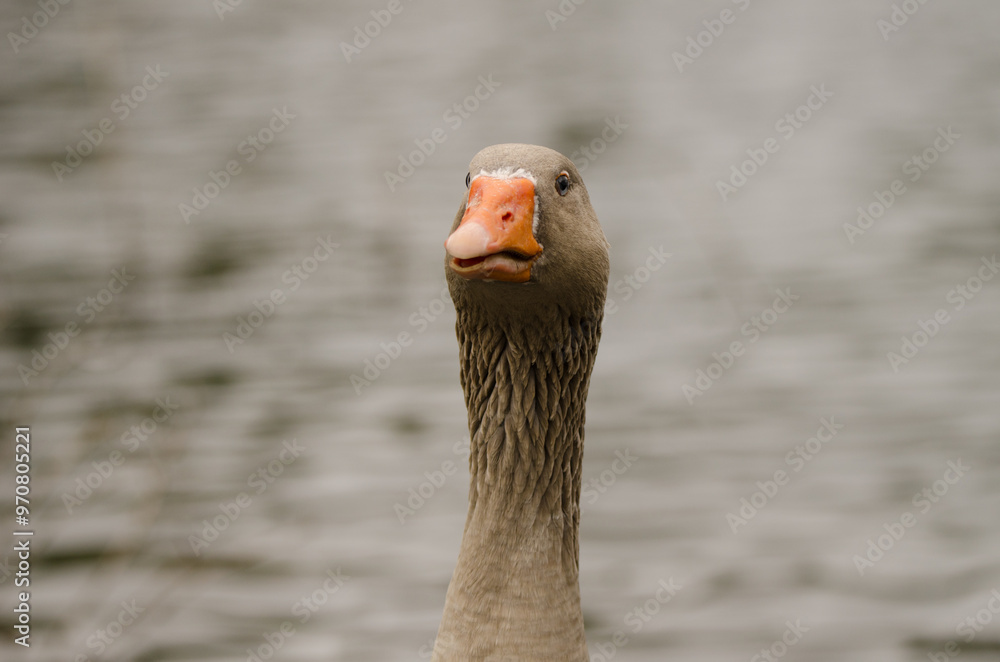 Domestic goose Anser anser domesticus. La Encantadora dam. Vallehermoso. La Gomera. Canary Islands. Spain. Domestic goose Anser anser domesticus. La Encantadora dam. Vallehermoso. La Gomera. Canary Islands. Spain.