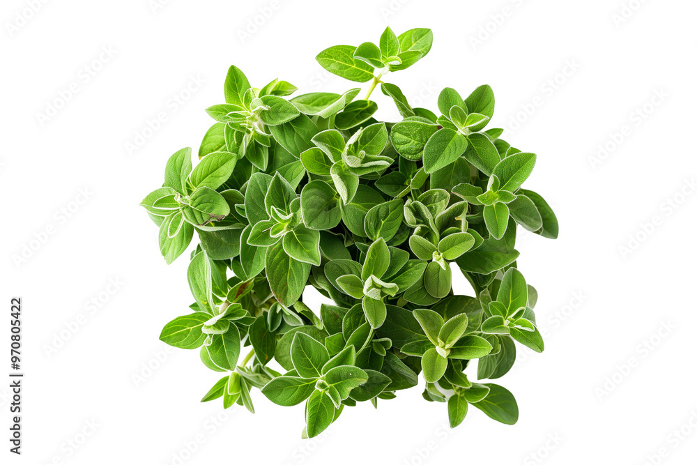 Fresh mint leaves isolated on a white background. Concept of herbal freshness and culinary ingredient. Fresh mint leaves isolated on a white background. Concept of herbal freshness and culinary ingredient.
