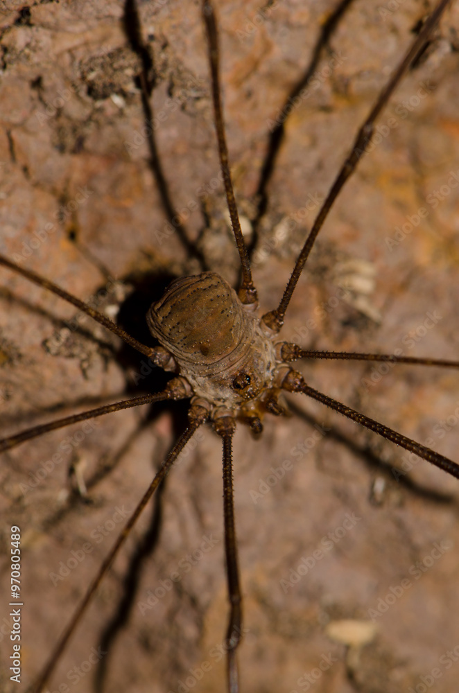 Harvestman Bunochelis spinifera. Garajonay National Park. La Gomera. Canary Islands. Spain. Harvestman Bunochelis spinifera. Garajonay National Park. La Gomera. Canary Islands. Spain.