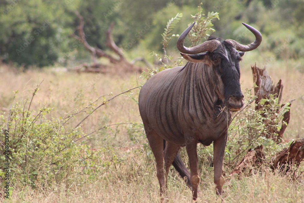 Wildebeest on the move Wildebeest on the move