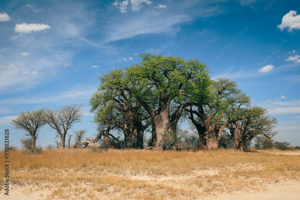 Baobab trees thrive in Botswana’s serene landscape under bright blue skies at midday Baobab trees thrive in Botswana’s serene landscape under bright blue skies at midday