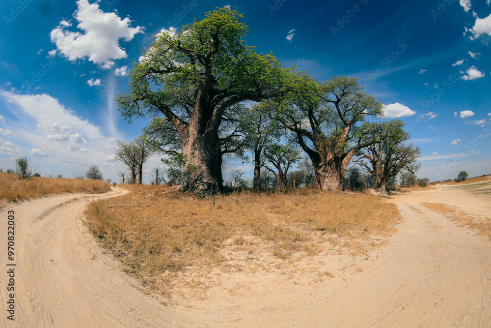 Explore the majestic baobabs lining the paths of Botswana's savannah under a vibrant blue sky on a sunny day Explore the majestic baobabs lining the paths of Botswana's savannah under a vibrant blue sky on a sunny day