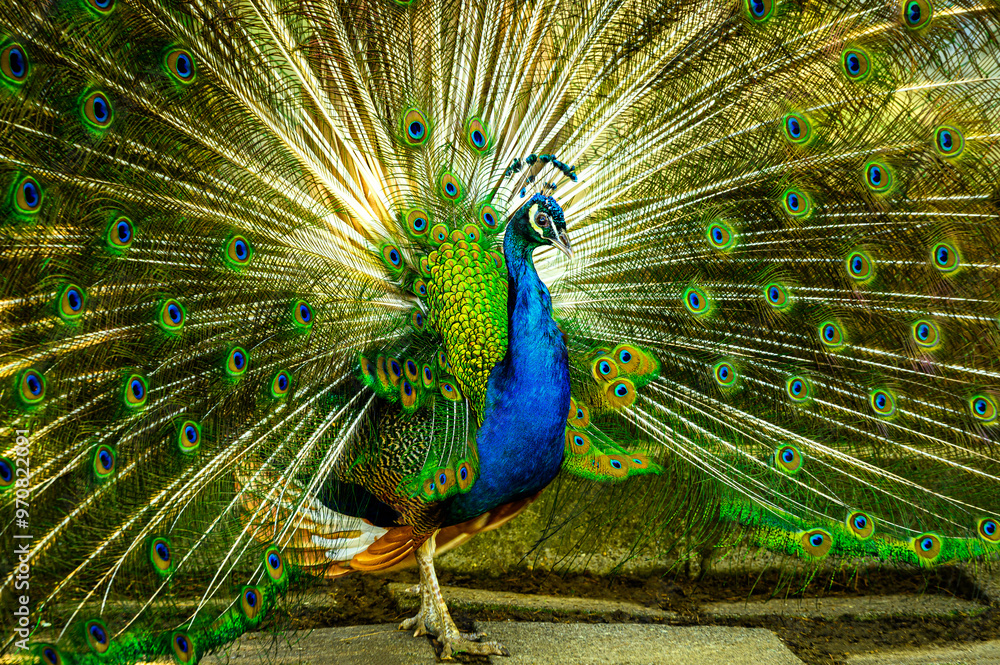 Naklejka premium Portrait of beautiful peacock with feathers out