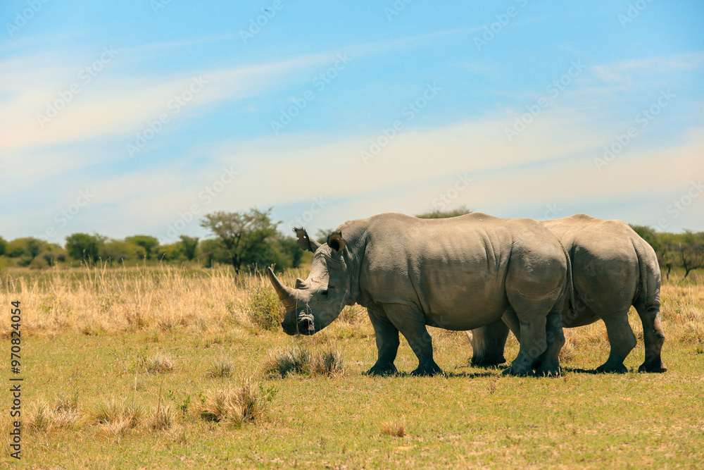 Fototapeta premium Two rhinoceroses grazing in Botswana's wildlife-rich national park under a clear blue sky