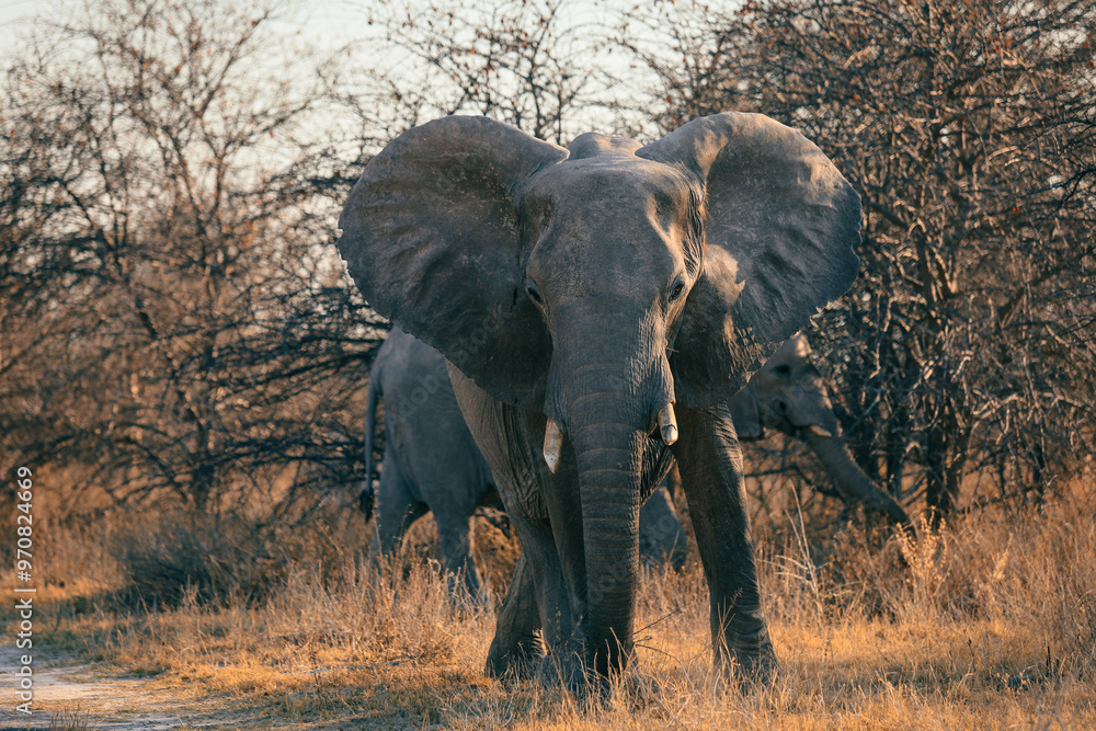 Fototapeta premium Majestic elephants roaming freely in a Botswana national park during golden hour