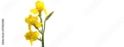 Quadro su tela A single stem of yellow iris flowers with buds, isolated on a white background