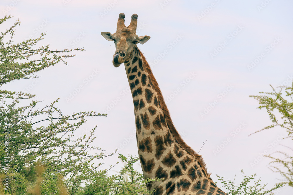 Giraffe observing its surroundings in a Botswana national park during the early morning light Giraffe observing its surroundings in a Botswana national park during the early morning light