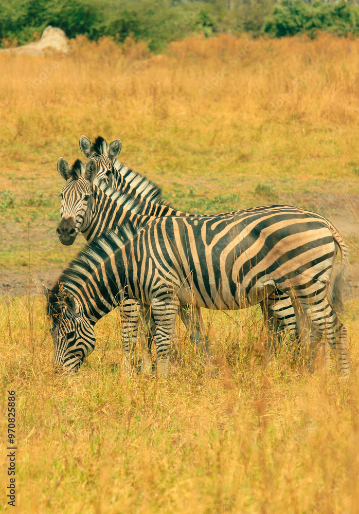 Fototapeta premium Zebras graze peacefully in the golden grasslands of Botswana’s stunning national park during sunset