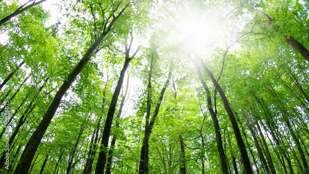 Peaceful Sunlit Forest Penetrating Trees with Lush Green Bushes, Peaceful Forest Landscape, Tree Trunks, and Grass Peaceful Sunlit Forest Penetrating Trees with Lush Green Bushes, Peaceful Forest Landscape, Tree Trunks, and Grass
