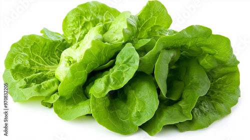 Crisp, green butterhead lettuce, with soft, leafy layers perfect for creating refreshing salads or wraps. photo