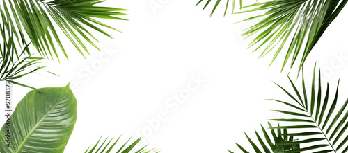 Isolated palm leaves on a white background, with a green tropical leaf border frame and copy space for text and design.