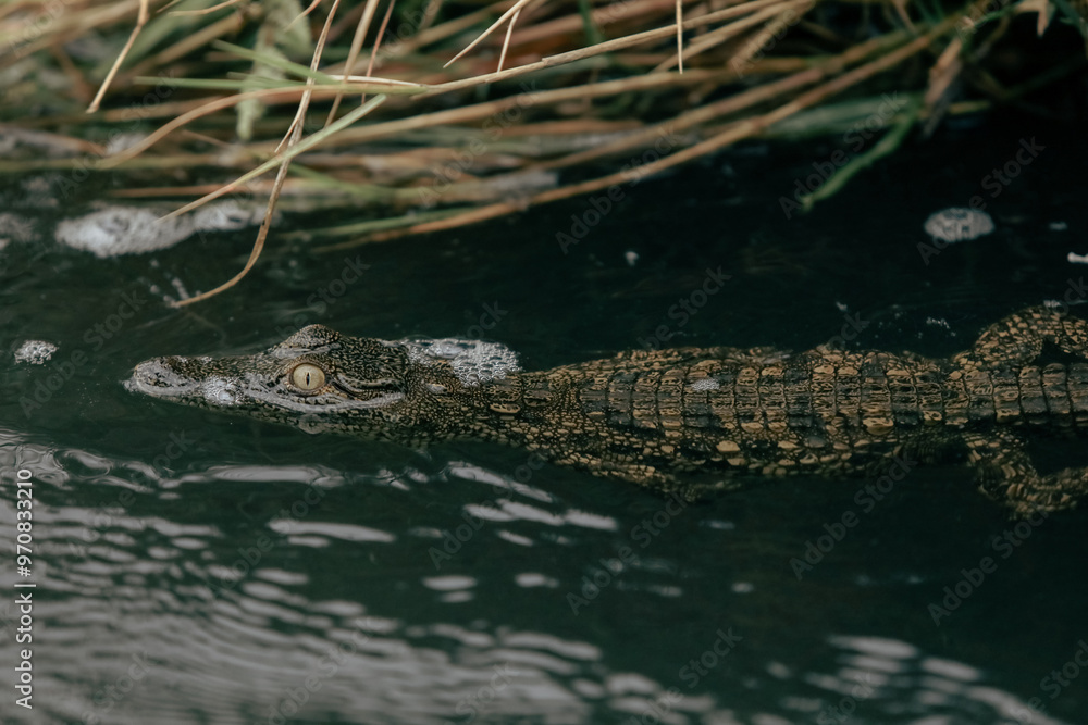 Crocodile swimming in the waters of a national park in Botswana at sunrise showcasing the wildlife diversity Crocodile swimming in the waters of a national park in Botswana at sunrise showcasing the wildlife diversity