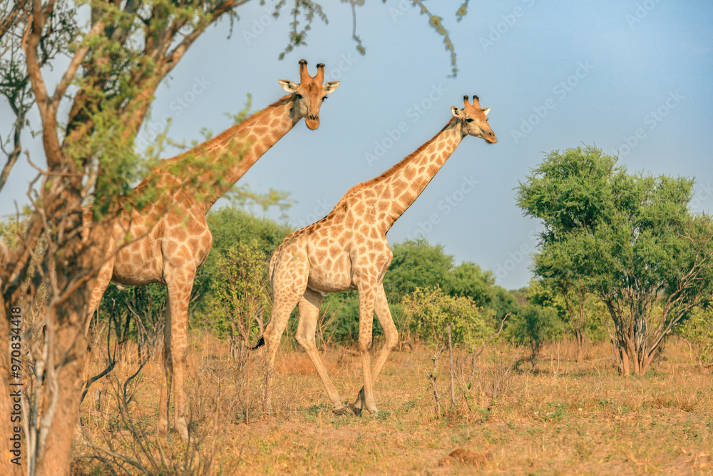 Fototapeta premium Giraffes walking through the dry grasslands of a national park in Botswana during the golden hour