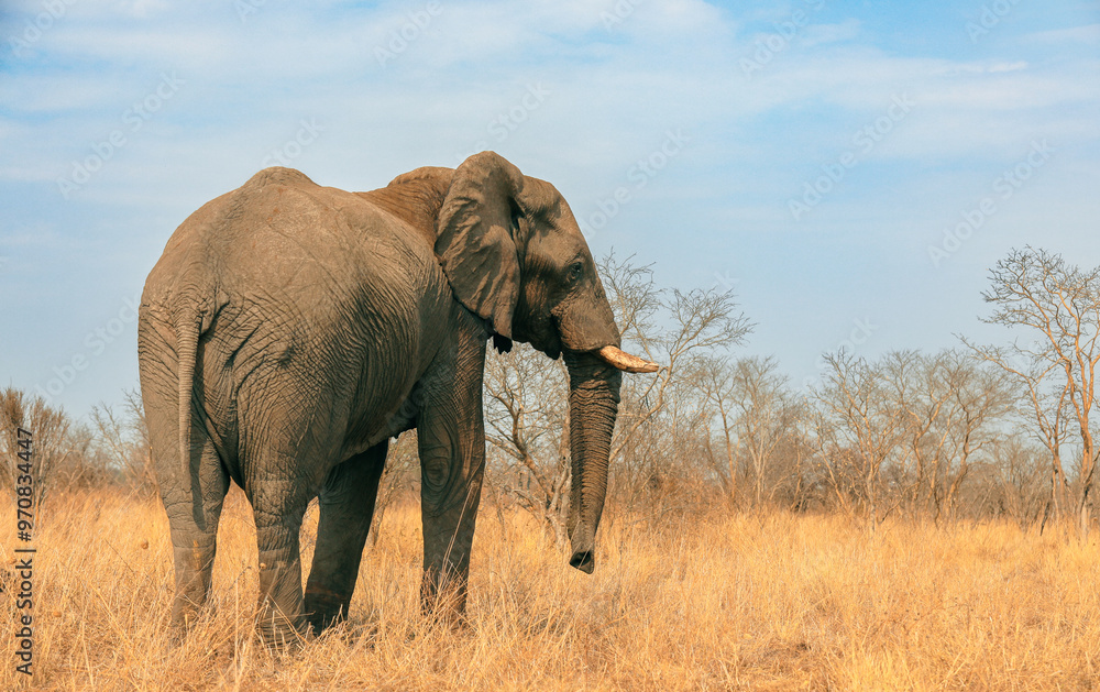 Elephants foraging in the golden grasslands of a national park in Botswana during a clear, sunny day Elephants foraging in the golden grasslands of a national park in Botswana during a clear, sunny day