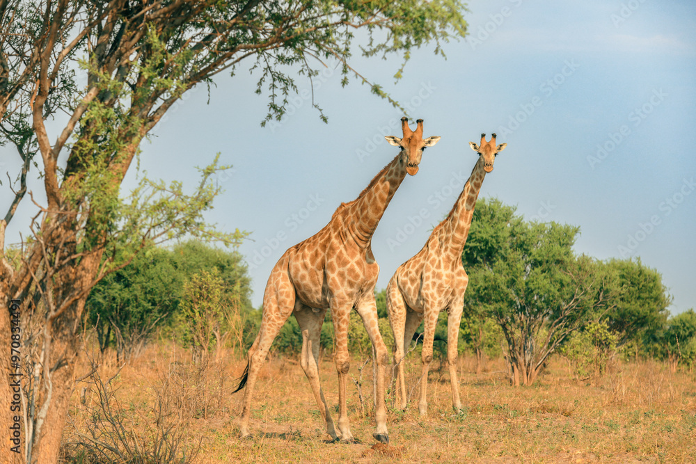 Obraz premium Giraffes gracefully roaming in a Botswana national park during a sunny day, surrounded by lush greenery and sparse trees