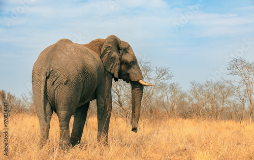 Elephants foraging in the golden grasslands of a national park in Botswana during a clear, sunny day