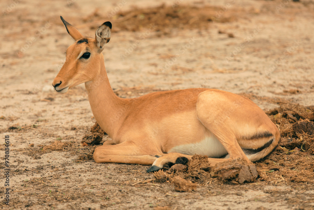 Antelope resting peacefully in the serene landscape of Botswana's national park during the warm afternoon sun Antelope resting peacefully in the serene landscape of Botswana's national park during the warm afternoon sun