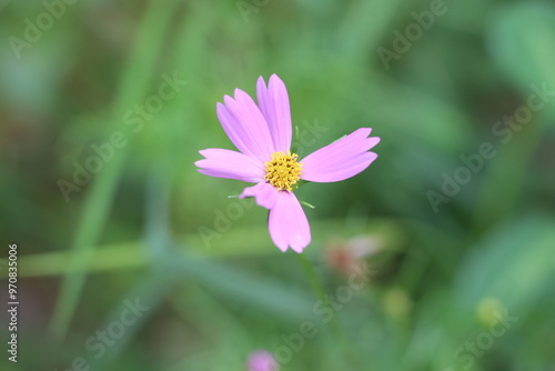 Beautiful flowers in the garden