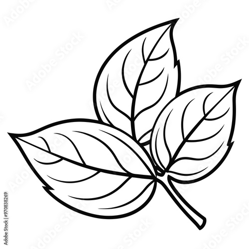 Basil leaf clip art, vector illustration on white background.