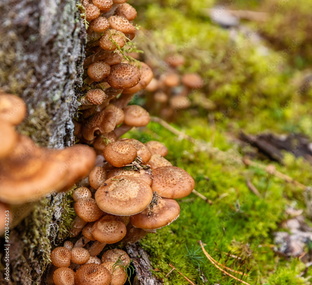 mushrooms, fungi, wild, forest, organic, nature, cluster, growth, edible, pileus, honey, agaric, Armillaria mellea, stump, basidiomycete, pipinky, fresh, fungus, green, ground, growing, natural, close mushrooms, fungi, wild, forest, organic, nature, cluster, growth, edible, pileus, honey, agaric, Armillaria mellea, stump, basidiomycete, pipinky, fresh, fungus, green, ground, growing, natural, close