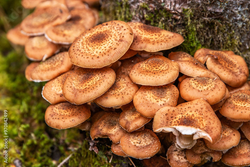 Closeup of the Armillaria mellea cluster. An edible Honey basidiomycete fungus. Stump mushroom, stumpie, pipinky or pinky. Wild forest mushrooms growing on mossy tree bark. Macro. Selective focus