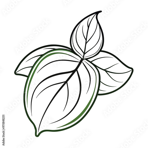 Basil leaf clip art, vector illustration on white background.