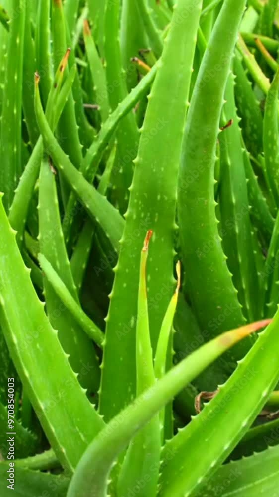 Aloe vera plant closeup. Macro shot of aloe vera gel. Aloe vera farm. Liquid gel moisturizer. Used in face serum with hyaluronic acid. Beauty products Aloe vera plant closeup. Macro shot of aloe vera gel. Aloe vera farm. Liquid gel moisturizer. Used in face serum with hyaluronic acid. Beauty products