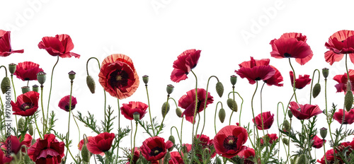 PNG Papaver orientale poppy flowers outdoors blossom anemone. photo