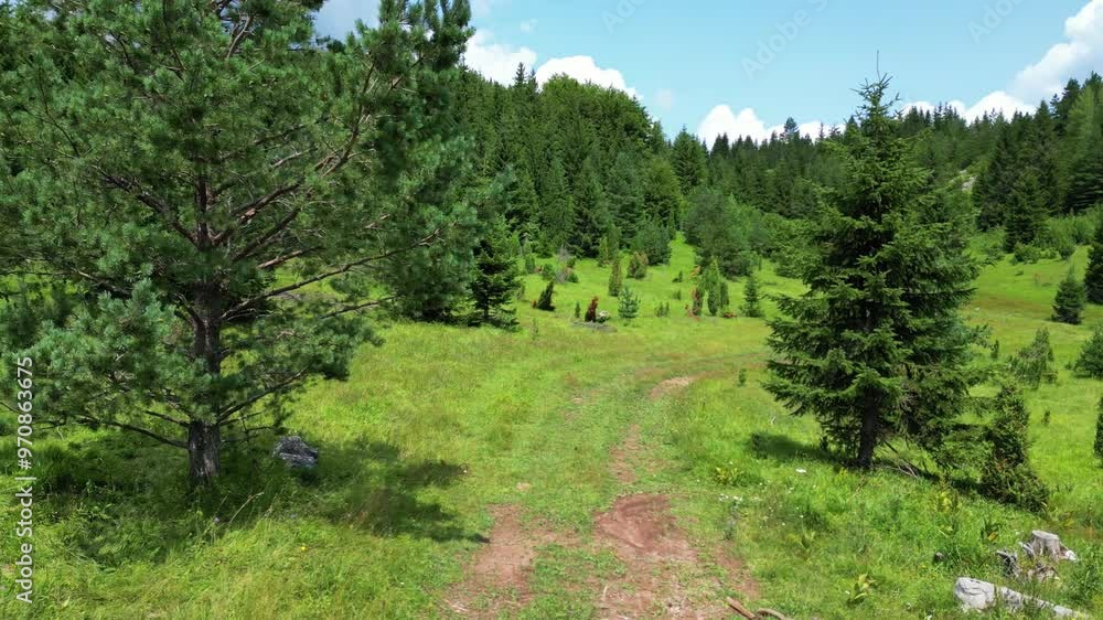 A Peaceful Walk Through the Pine Forest, Green Mountain Landscapes A Peaceful Walk Through the Pine Forest, Green Mountain Landscapes