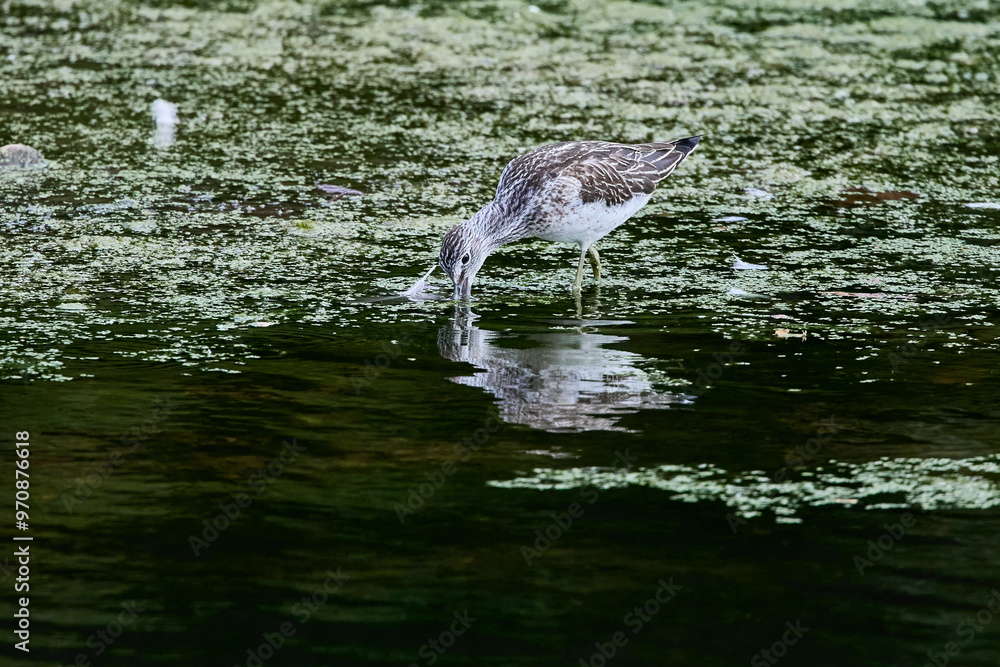 Green Sandpiper (Tringa ochropus) feeding in shallow water with floating green plants. Green Sandpiper (Tringa ochropus) feeding in shallow water with floating green plants.