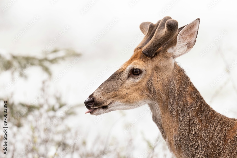 White-Tailed Deer in snowy surroundings with new antlers just starting to grow White-Tailed Deer in snowy surroundings with new antlers just starting to grow